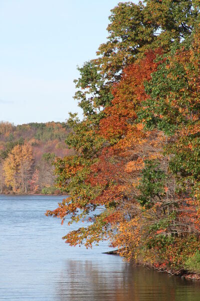 Finally, something might be good this year: autumn leaves